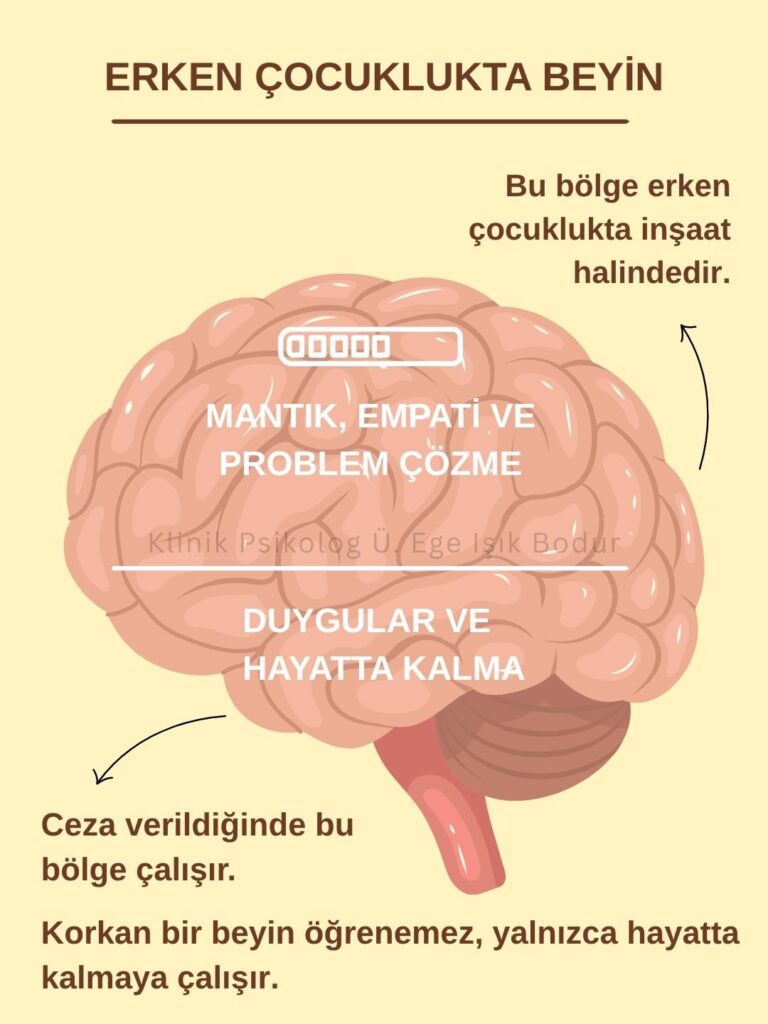 Çocuk beyninde prefrontal korteks (mantık merkezi) ve alt beyin (duygu merkezi) dengesi. Ceza verildiğinde beyin "savaş ya da kaç" moduna girer ve mantık devre dışı kalır. Sağlıklı disiplin, beynin üst katmanlarına hitap ederek kalıcı öğrenmeyi sağlar.